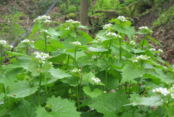 Combattre l’alliaire officinale